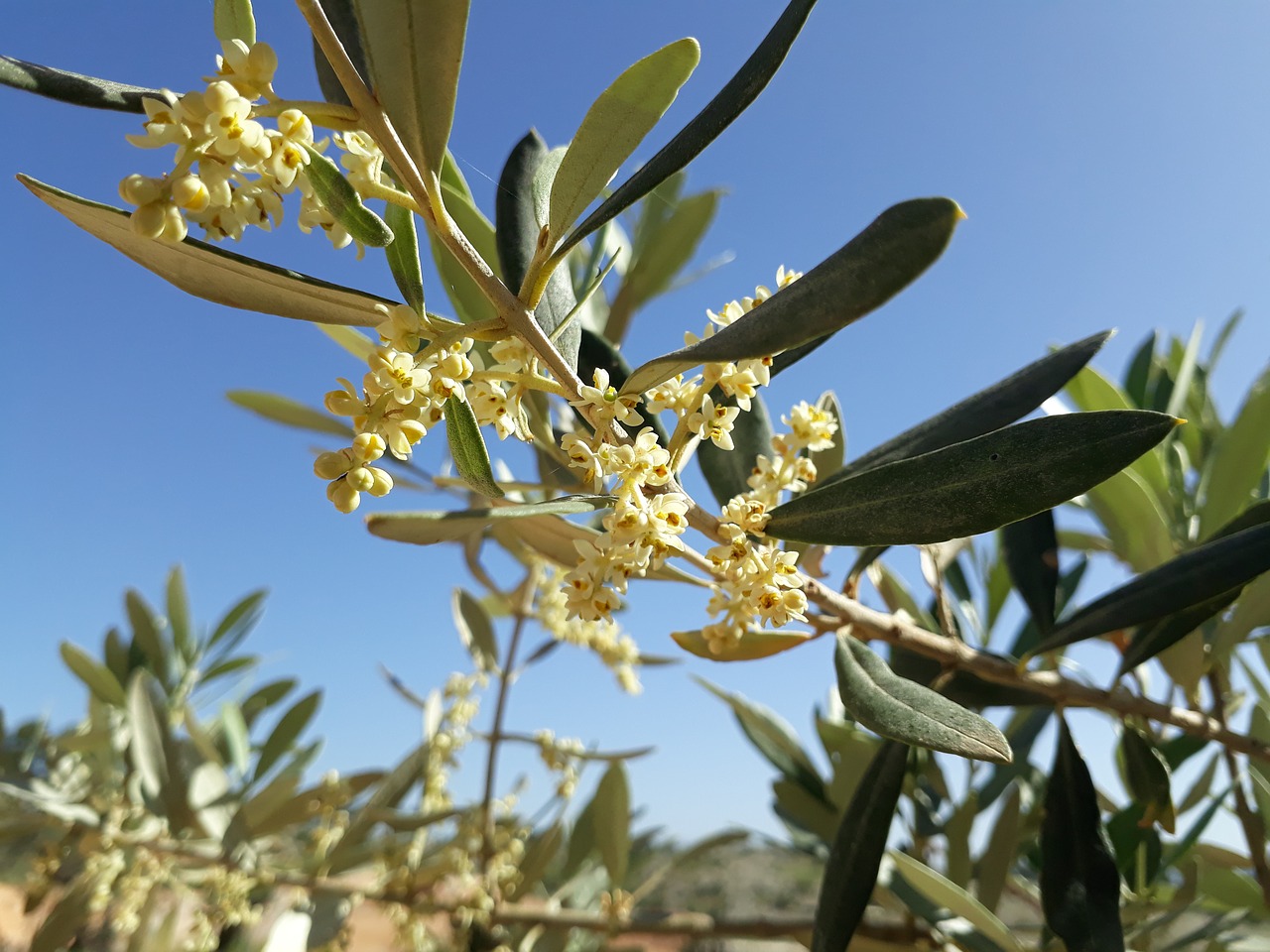 L'olivier, cet arbre provençal venu d'ailleurs Provence Sud — free download