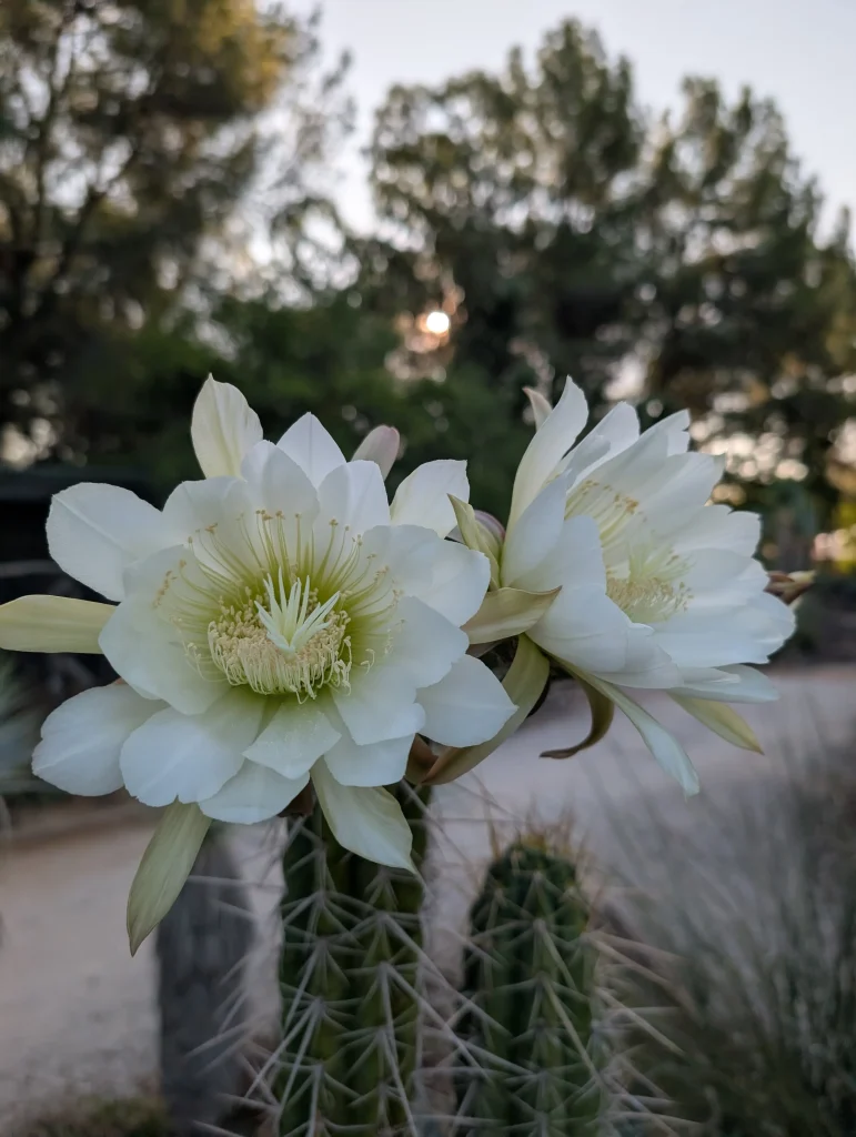 Floraison spectaculaire d’un cactus et d'un yucca au cœur du jardin botanique