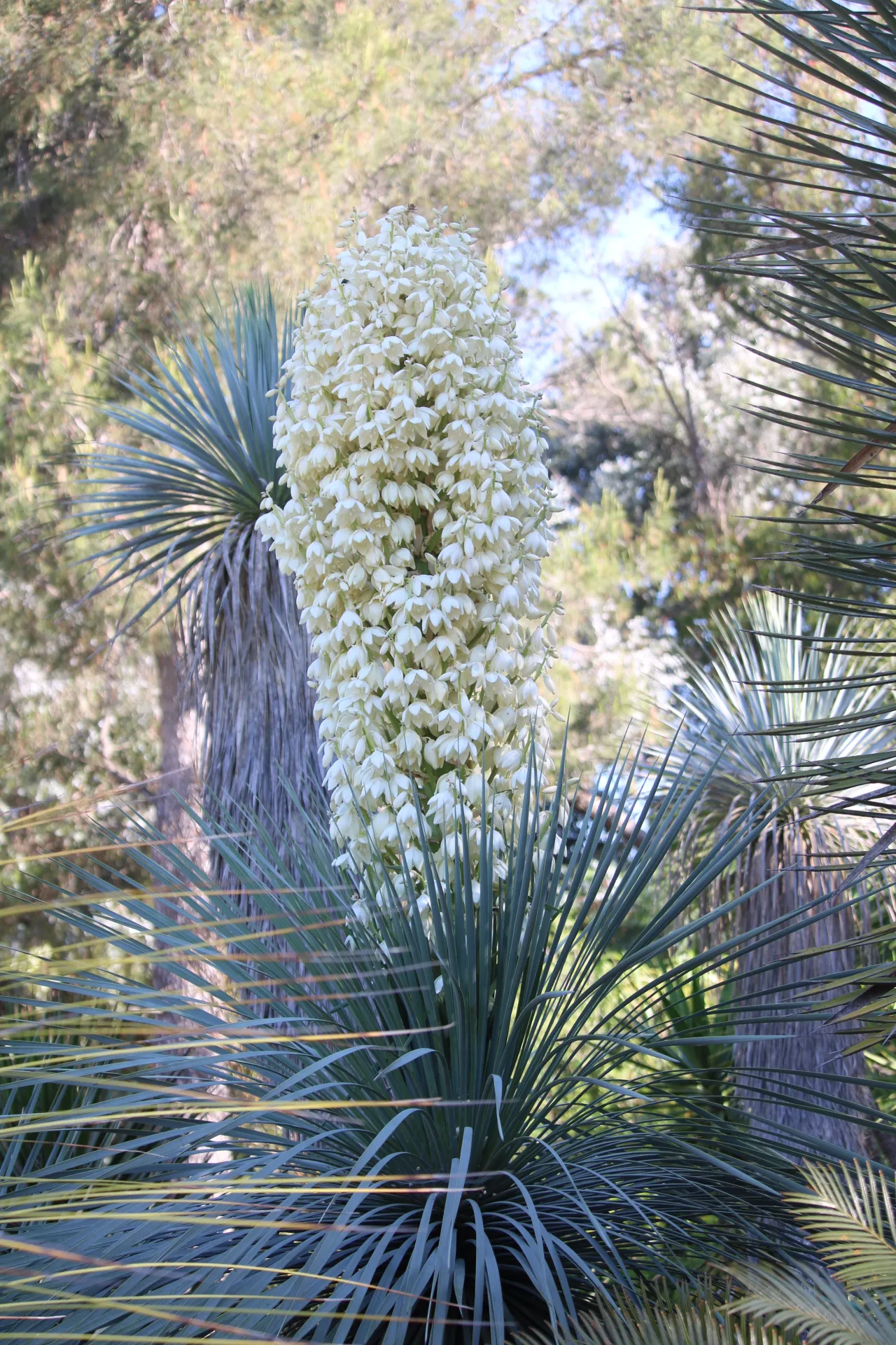 Floraison d’un yucca au Jardin Zoologique Tropical (La Londe-les-Maures)