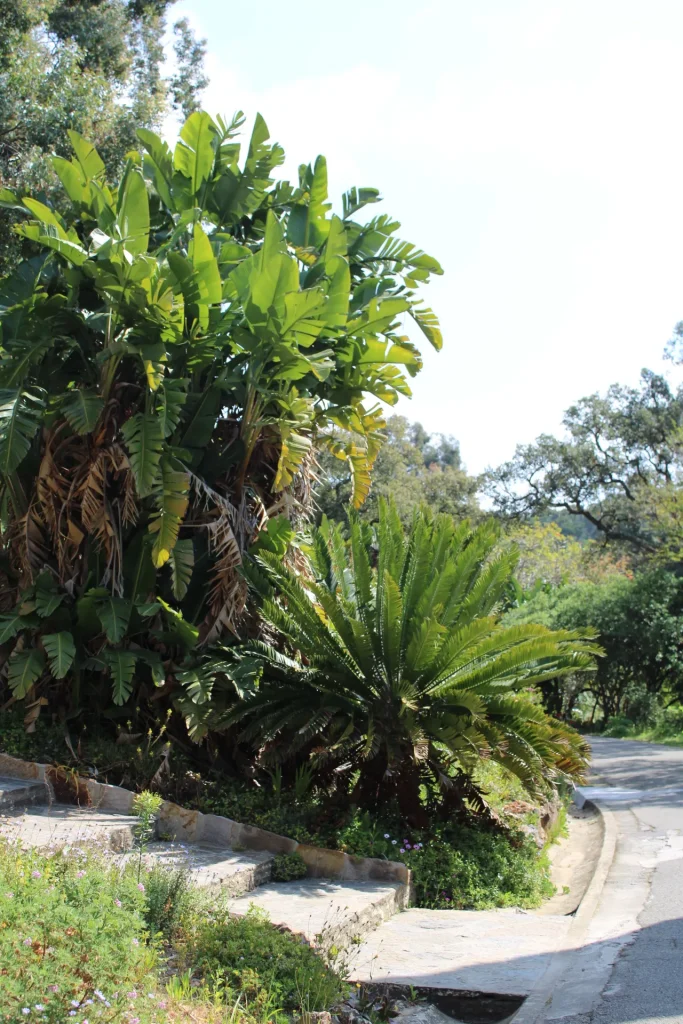 Allée du Domaine du Rayol avec strelitzias (type bananiers) et cycas