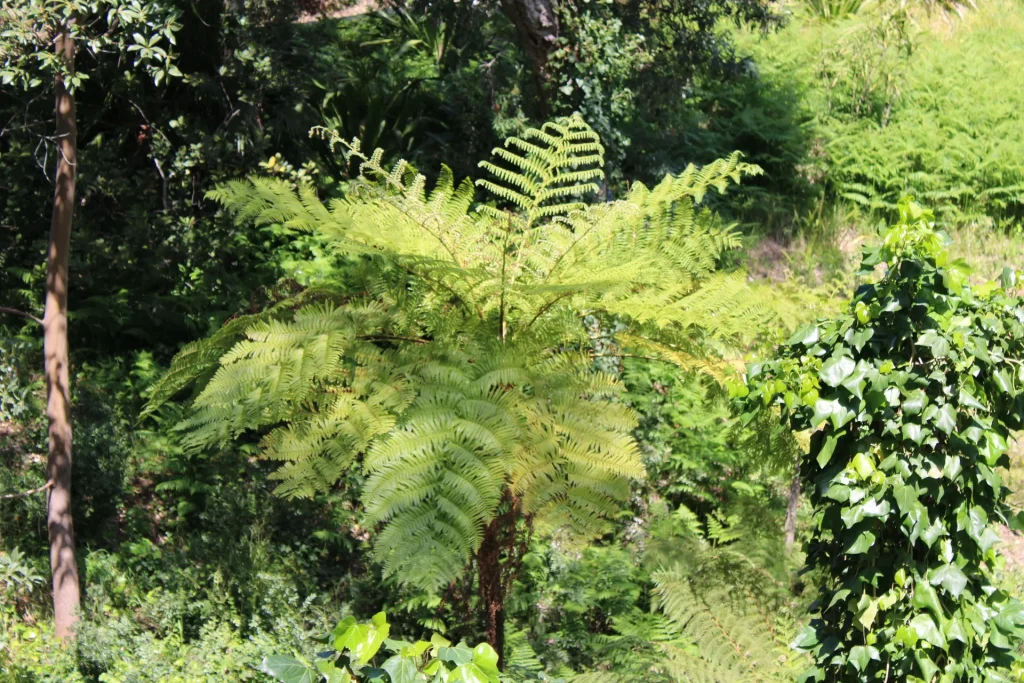 Fougères arborescentes dans une zone fraîche du Domaine du Rayol – Jardin des Méditerranées
