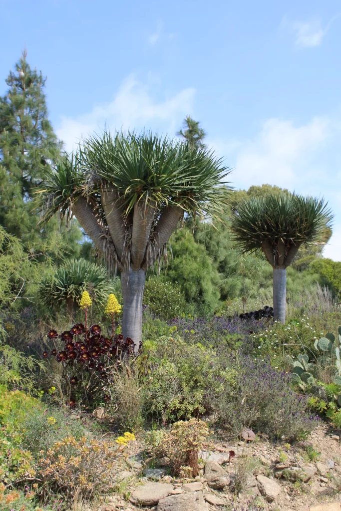 Dracena et plantes de terrain sec dans les jardins du Domaine du Rayol.